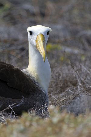 Punta Suarez, Espanola Island 316.jpg